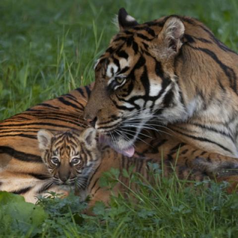 image wild_hr_0127-jpg