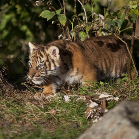 image wild_hr_0128-jpg
