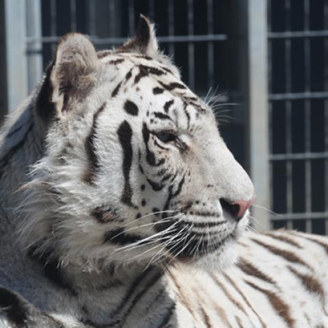 image wild_hr_0129-jpg