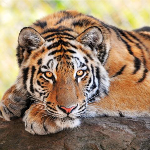 image wild_hr_0130-jpg
