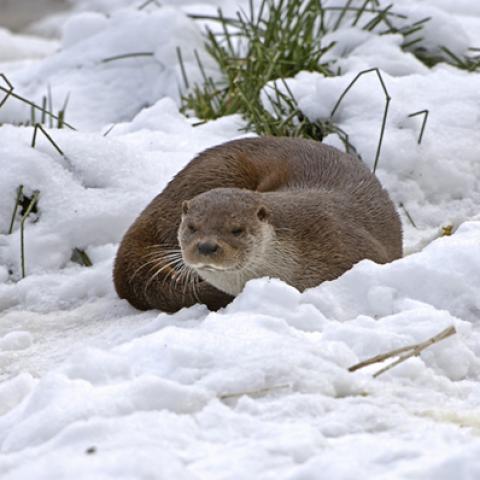 image wild_hr_0131-jpg