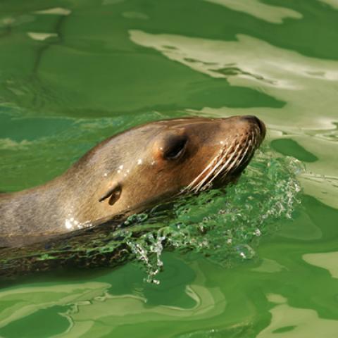 image wild_hr_0132-jpg