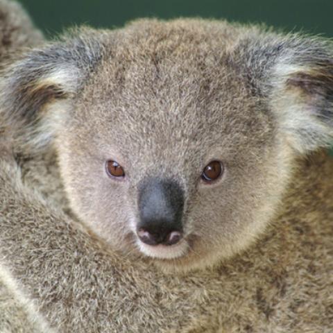 image wild_hr_0133-jpg