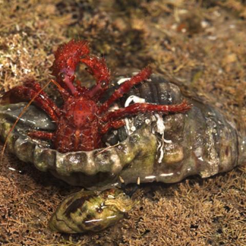 image wild_hr_0134-jpg