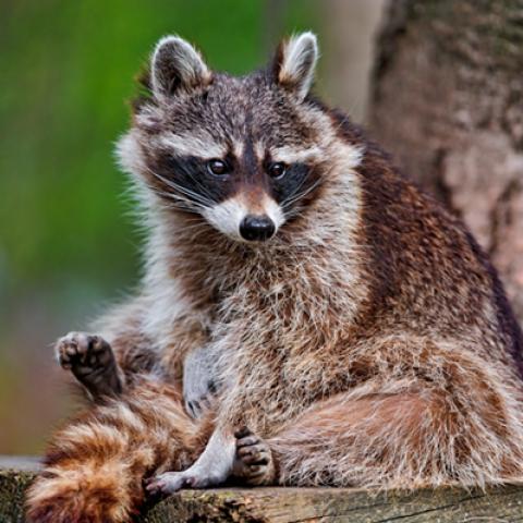 image wild_hr_0135-jpg