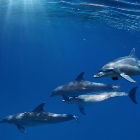 image wild_hr_0136-jpg