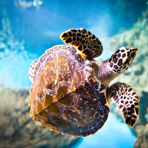 image wild_hr_0137-jpg
