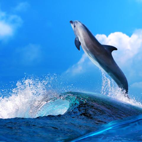 image wild_hr_0138-jpg