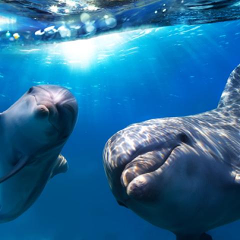 image wild_hr_0140-jpg