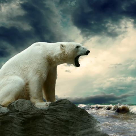 image wild_hr_0142-jpg