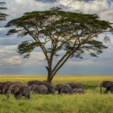 image wild_hr_0144-jpg