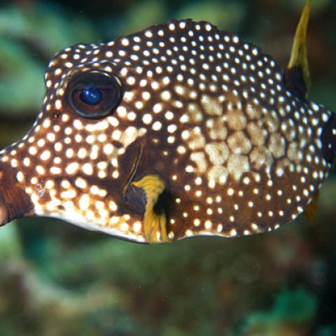 image wild_hr_0145-jpg
