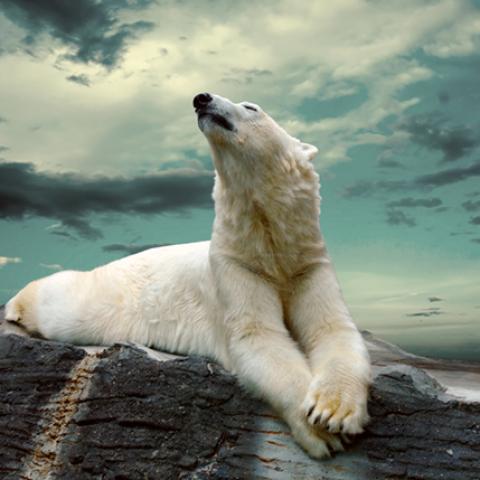 image wild_hr_0146-jpg