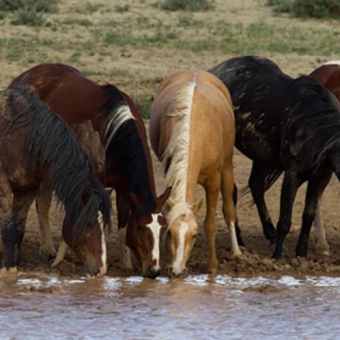 image wild_hr_0147-jpg