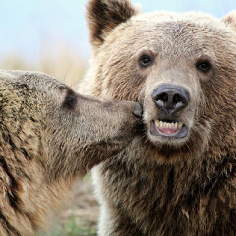 image wild_hr_0148-jpg