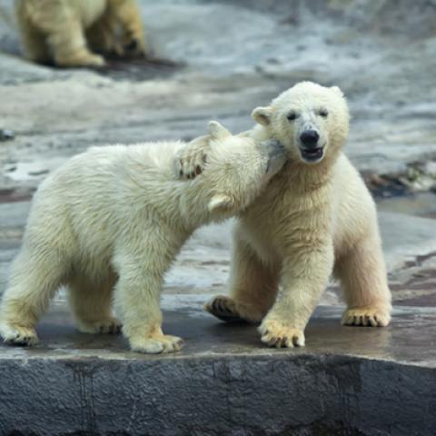 image wild_hr_0149-jpg