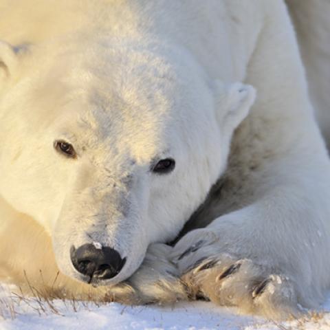 image wild_hr_0150-jpg