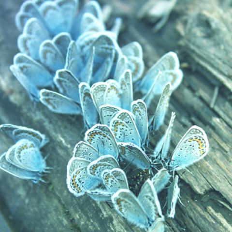image wild_lr_0001-jpg