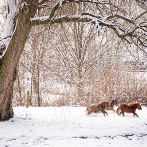 image wild_lr_0002-jpg