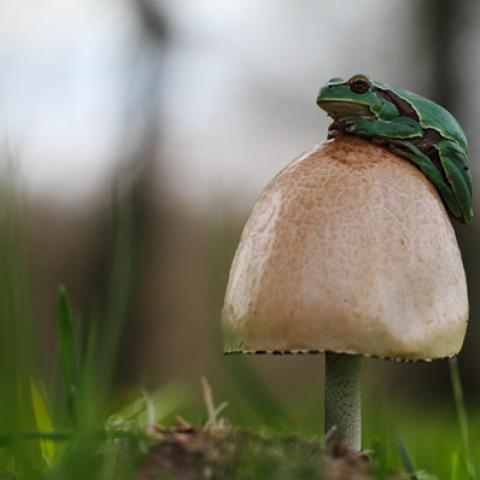 image wild_lr_0003-jpg