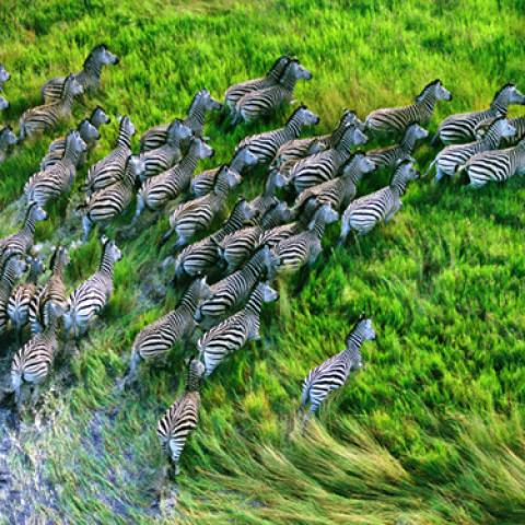 image wild_lr_0004-jpg