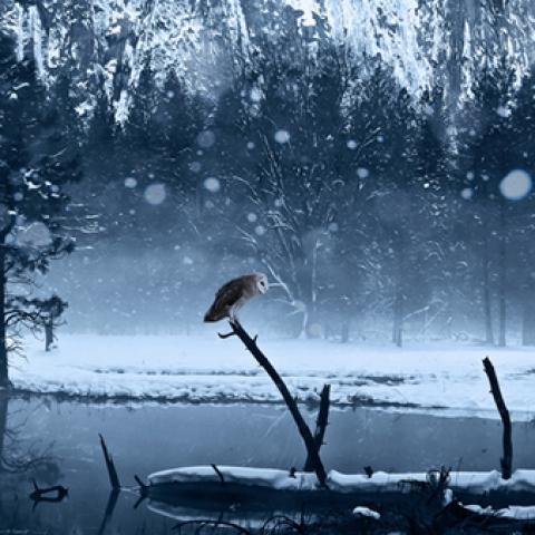 image wild_lr_0005-jpg