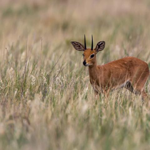 image wild_lr_0006-jpg