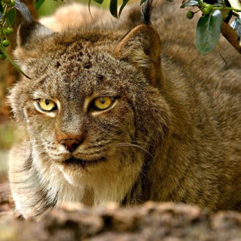 image wild_lr_0007-jpg