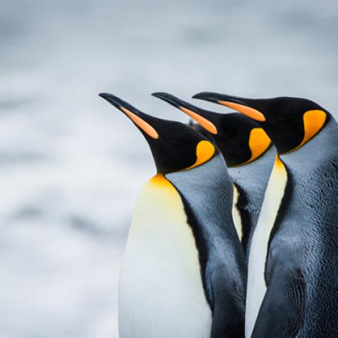 image wild_lr_0008-jpg