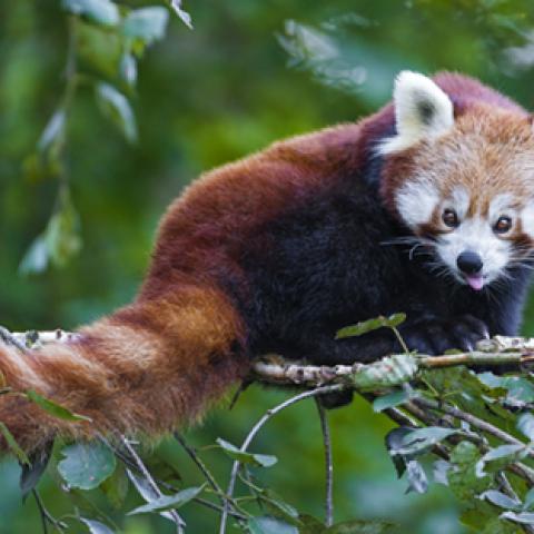 image wild_lr_0009-jpg