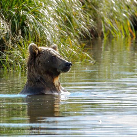 image wild_lr_0010-jpg