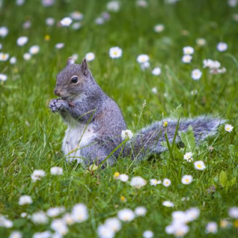 image wild_lr_0011-jpg