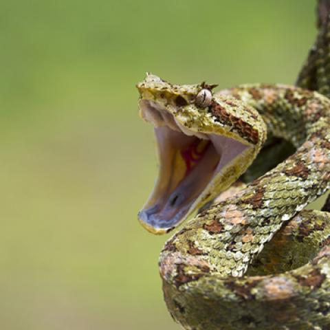 image wild_lr_0012-jpg