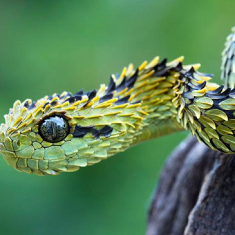 image wild_lr_0013-jpg