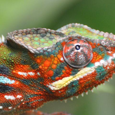 image wild_lr_0014-jpg