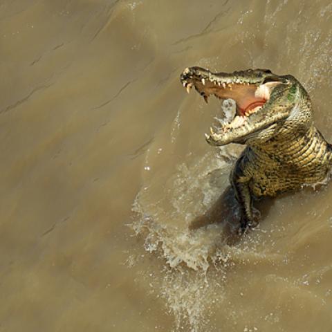 image wild_lr_0015-jpg