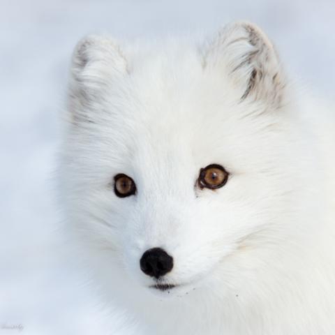 image wild_lr_0016-jpg