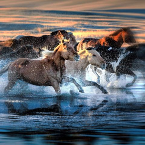 image wild_lr_0017-jpg