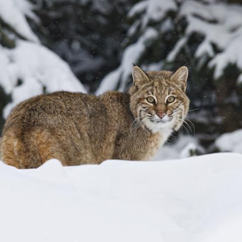 image wild_lr_0018-jpg