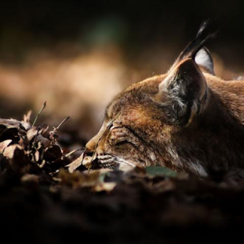 image wild_lr_0019-jpg