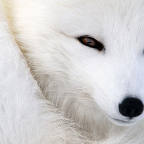image wild_lr_0020-jpg