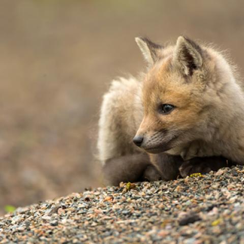 image wild_lr_0021-jpg