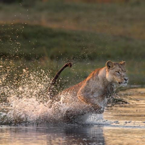 image wild_lr_0023-jpg