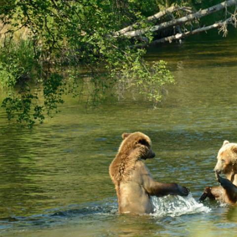 image wild_lr_0024-jpg