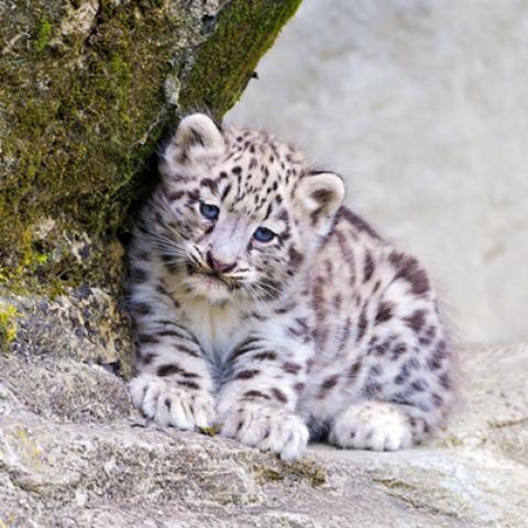 image wild_lr_0026-jpg