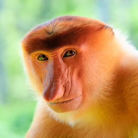 image wild_lr_0027-jpg