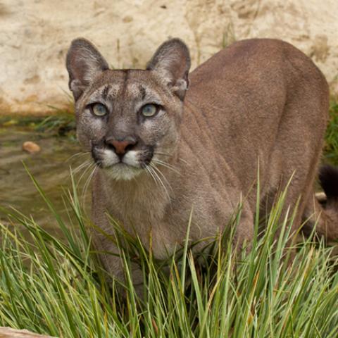 image wild_lr_0029-jpg