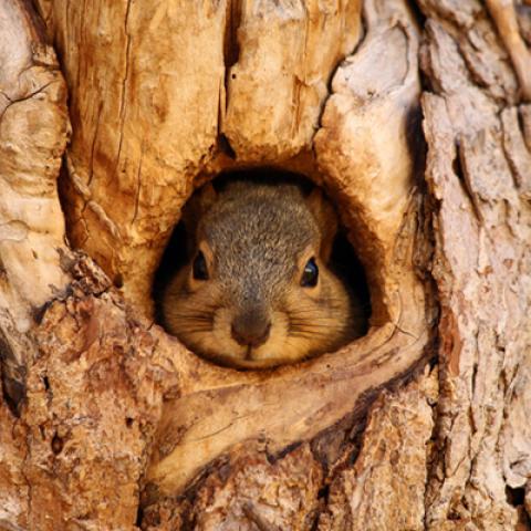 image wild_lr_0030-jpg