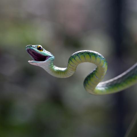 image wild_lr_0031-jpg