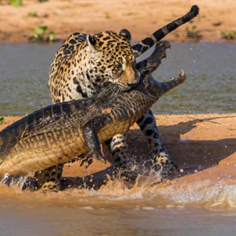 image wild_lr_0032-jpg